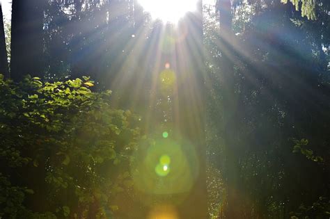 Morgenstimmung Forest Backlighting Light Beam Sunlight Sunbeam
