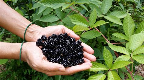 How to Grow Blackberries | Grow Guides