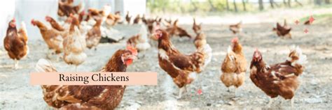 The Pros And Cons Of Raising Chickens Dcc