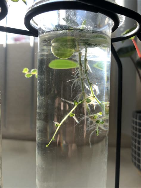 Propagate them in water and place them back into the original pot to create a fuller plant. Water propagated String of Turtles 🐢 : PictureThisPlant