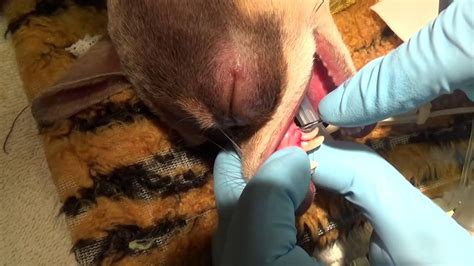 Our feisty little cat has snapped a canine. Removing Deciduous Canines or Baby Teeth in a Dog - YouTube