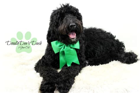 We did not find results for: Dash is a Black Standard F1B English Teddy Bear ...