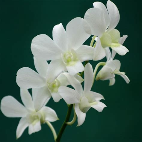 White Orchid Plant Dendrobium Orchid With Pot Ubicaciondepersonas Cdmx Gob Mx