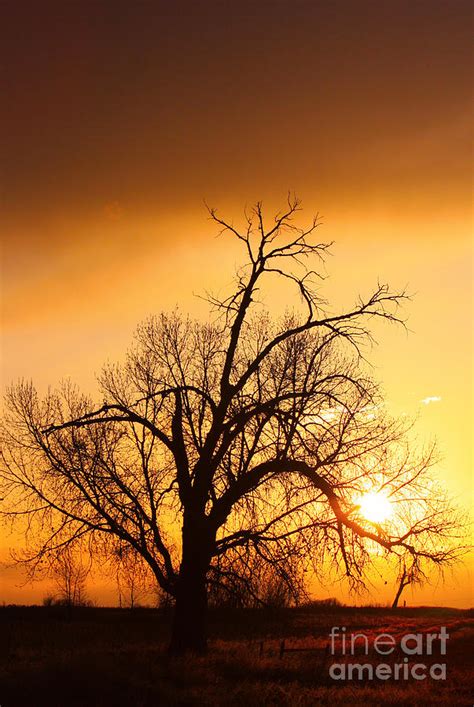 Cottonwood Sunrise Vertical Print Photograph By James Bo Insogna