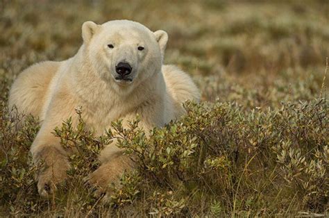 10 Fast Facts About Polar Bears