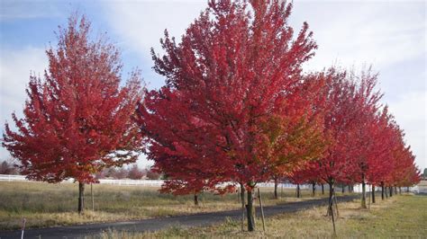 8 Trees That Flaunt Brilliant Fall Color Arbor Day Blog