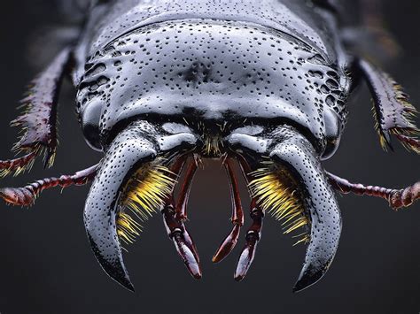 premier insect photographer john hallmén shares his secrets for macro bug photography