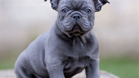 Will the local wildlife literally drive your. Blue French Bulldog - The Ultimate Guide - French Bulldog ...