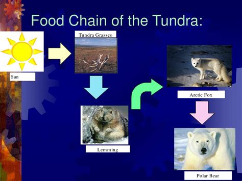 Ppt Tundra Powerpoint Presentation Free Download Id94068