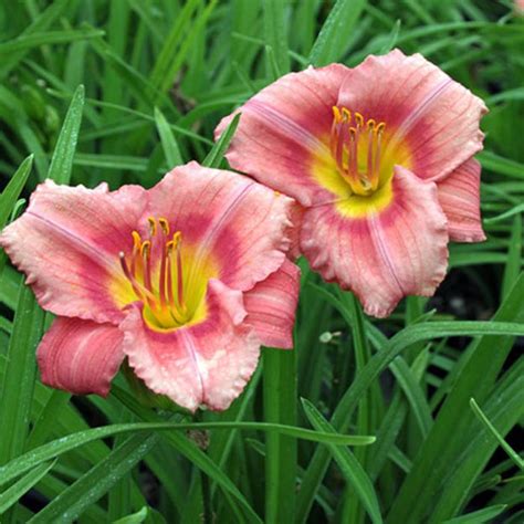 Rosy Returns Daylily Day Lilies Reblooming Daylilies Daylilies