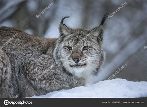 Close Up Eurasian Lynx Lynx Lynx Portrait In Winter On Snowy Ground