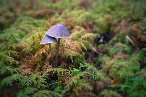 Mushroom Moss Macro Forest Wallpapers Hd Desktop And Mobile