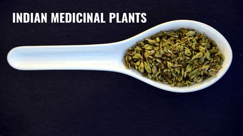 Top 8 Indian Medicinal Plants And Their Uses Thecompletehealth