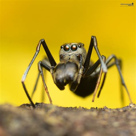 Ant Mimic Spider Ant Mimic Spider Mimic Of A Black Ant B Flickr