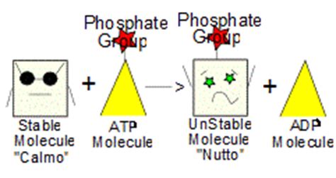 Adp can be in each other adenosine triphosphate and adenosine monophosphate. Cellular Metabolism - ATP