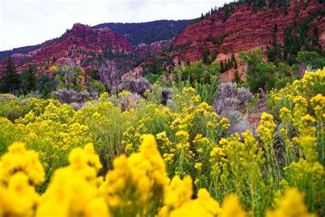21 Native Plants In Colorado Lylasondes