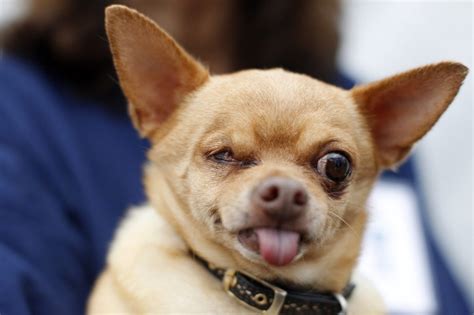 The 2012 Worlds Ugliest Dog Contest 18 Pics Amazing Creatures