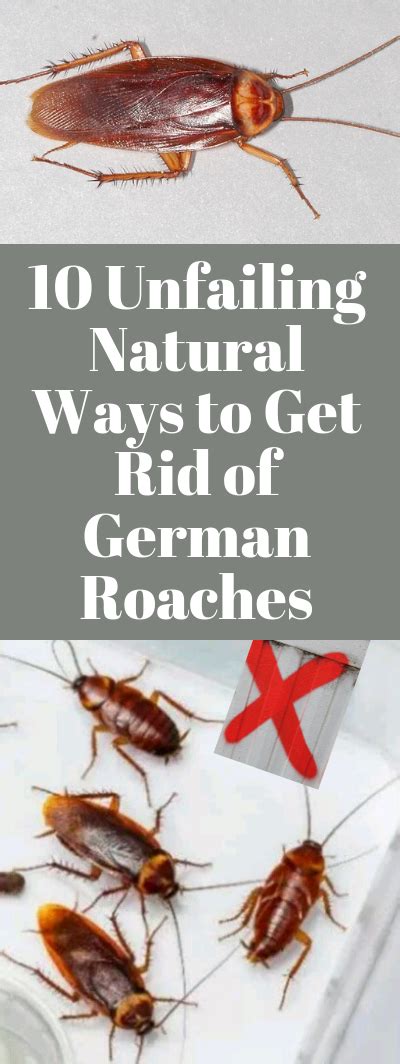 Check that the chimney is clean and unblocked clean up the fireplace after each meal so it stays in prime condition. 10 Unfailing Natural Ways to Get Rid of German Roaches ...