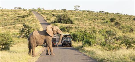 Full Day Kruger Park Safari View Rates And Prices