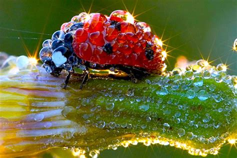 Lady Bug Meets Morning Dew Most Beautiful Animals Animals Beautiful