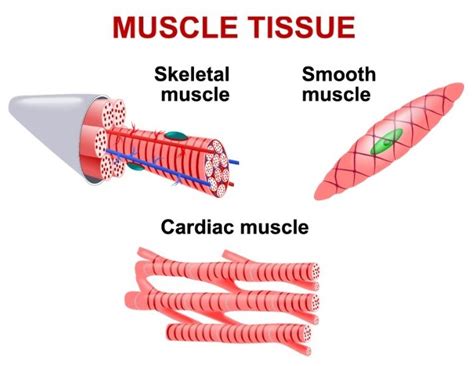 Basics Of The Muscular System Educational Resources K12 Learning Life