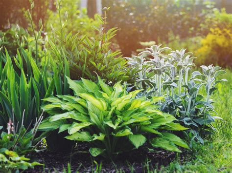 All Green Gardens Tips For Designing A Garden With Foliage