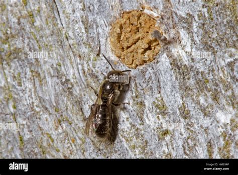 Harebell Carpenter Bee Nest Hi Res Stock Photography And Images Alamy