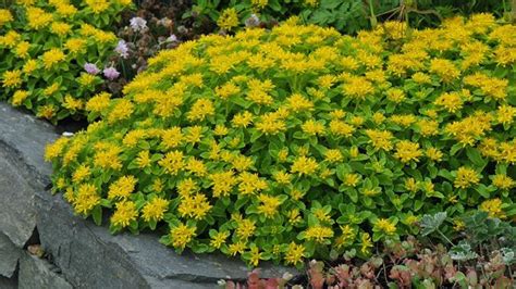 Yellow Flowering Sedum Compact Ground Cover Full Sun Grows 4 12