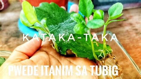Magtanim Ng Kataka Taka Plant Sa Tubig Youtube