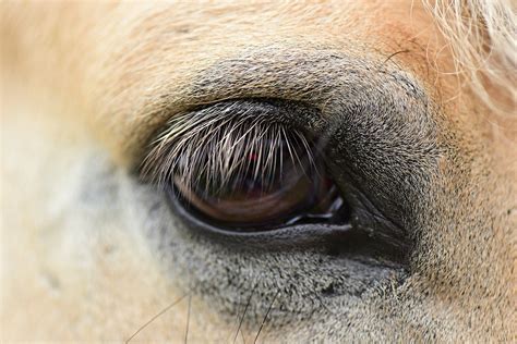 Sun Can Be Hard On Your Horses Eyes Equine Ocular Squamous Cell
