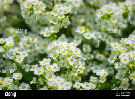 Carpet Of Small White Fragrant Flowers Alyssum Stock Photo Alamy