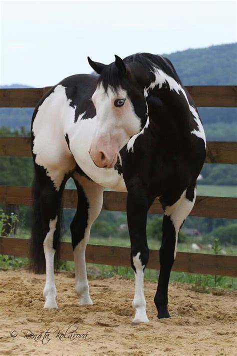 We did not find results for: Black and White Paint horse | Paint Horses | Pinterest ...