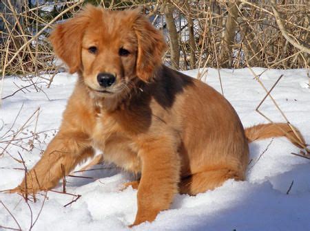 Golden retriever puppies and adults for the individual or family. red golden retriever - Google Search | Billede