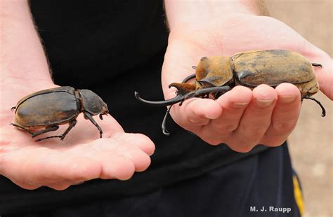 A Giant Among Beetles Hercules Beetle Dynastes Tityus