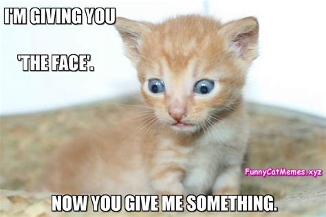 Im Giving You The Face Funny Cat Memes