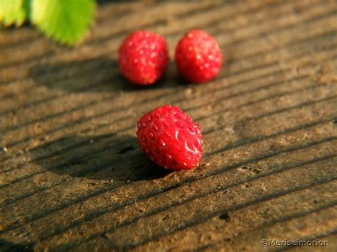 Maybe you would like to learn more about one of these? Wilde Erdbeeren im Garten | Meriseimorion