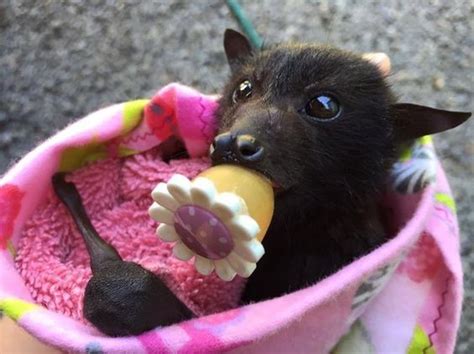 The Occasional Bat Occasionalbat Cute Bat Baby Bats Fruit Bat