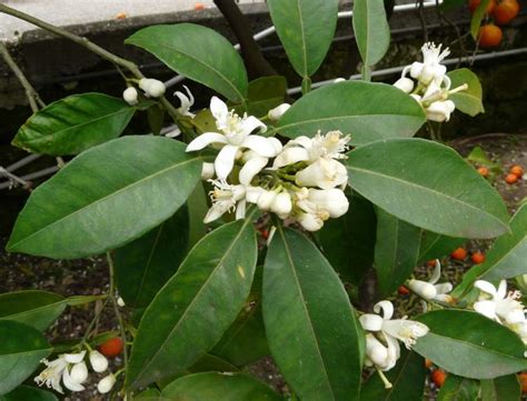 Damages citrus plants by feeding on sap; Citrus x aurantium - UF/IFAS Assessment - University of ...