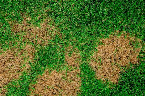 How To Get Rid Of Brown Patch Grass Fungus