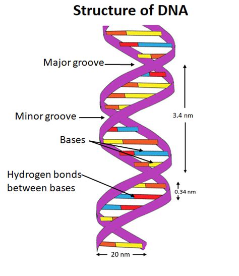 What Is The Full Turn Of A Dna Helix