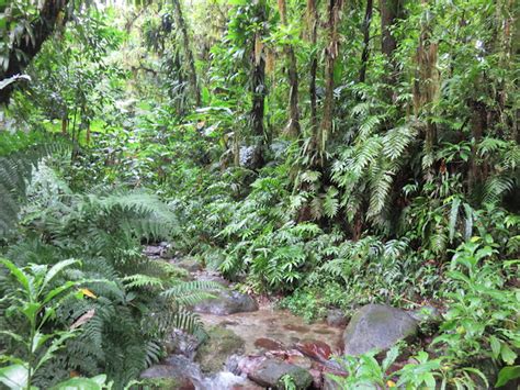 Martinique Rainforest