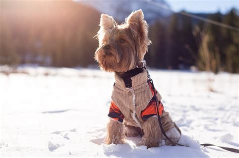 Protecting the paws of your dog is very important. Dog Paw Protection for Winter - Pawversity