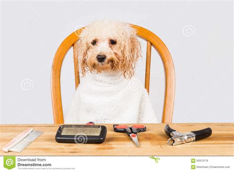 Concept Of Wet Poodle Dog Seated After Shower Ready To Be