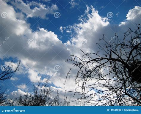 Early Spring Bare Branches Of Trees Against A Blue Sky Stock Photo