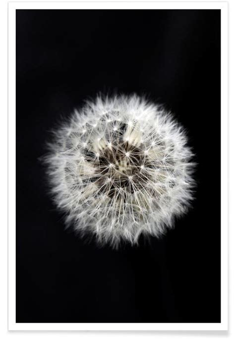 Black And White Dandelion Poster Juniqe