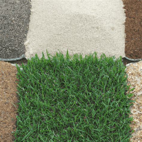 Grass Seed Types And What They Do A Comprehensive Look Into Your Lawn