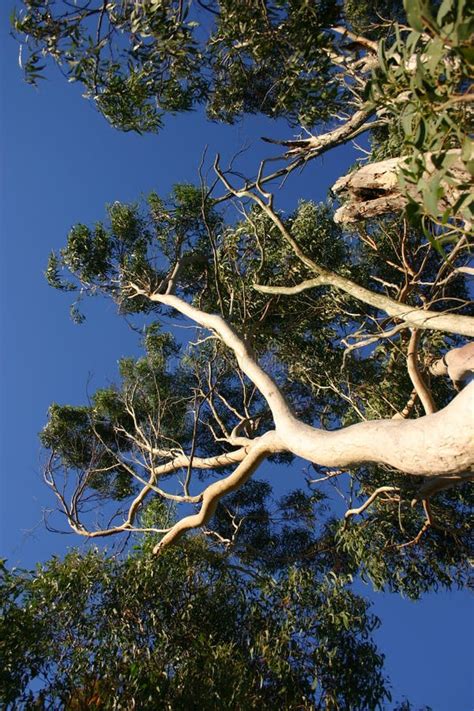 Eucalyptus Trees Australia Stock Image Image Of Green Leaves 1958467