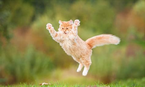 Jump Roping Cat Breaks Guinness World Record A Z Animals