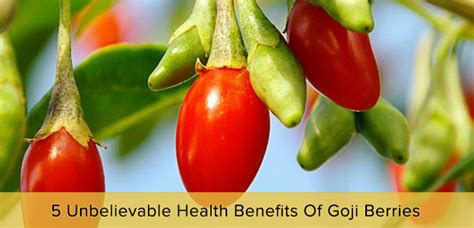 4 Unbelievable Health Benefits Of Goji Berries Health Food Store