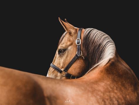 A Brown Horse With A Black Background